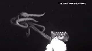 WATCH: Giant squid caught on camera for 1st time in United States