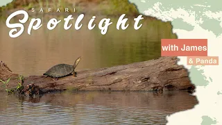 Close encounter with Dewy - Safari Spotlight #4