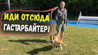 Конфликт на собачей площадке