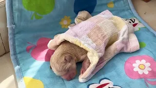 My daughter found a newborn puppy, and the vet said it would be difficult for it to survive!