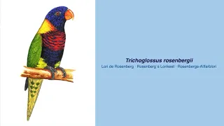 350 Parrot Species  -  #20 Trichoglossus rosenbergii