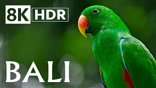 Bali in 8K HDR 60fps