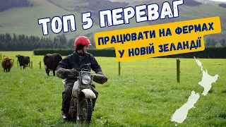 Топ 5 ПЕРЕВАГ працювати на ФЕРМАХ в НОВІЙ ЗЕЛАНДІЇ.