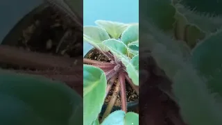 This is What Tiny AFRICAN VIOLET FLOWER BUDS Look Like