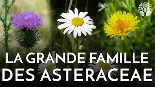 Les Asteraceae, chardons, pissenlit, pâquerette, arnica, et plus encore !