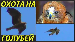Порода голубей которую Хищник не берет⁉ / Hawk and pigeons