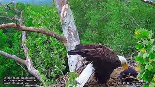 Little Miami Conservancy Bald Eagle 09.05.2024 16:39