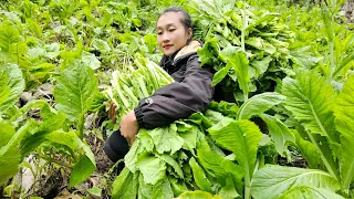 Harvest Green Vegetable Garden Goes to market sell - Take care of the vegetable garden | Ly Thi Tam