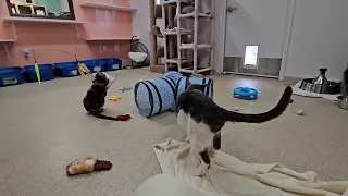 Shelter Cats Battle Alien Worm Monster, Then Each Other! Demand Pettins Too! [REAL]