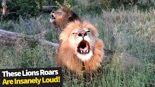 Insanely Loud Lion Roaring Compilation