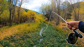 Fly Fishing an INCREDIBLE Tiny Creek For BIG Trout!!!