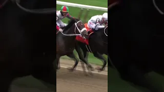 HORSE BITES RIVAL MID-RACE! 😬 | WATCH AS FIRENZE FIRE CLASHES WITH YAUPON | 🎥 NYRA