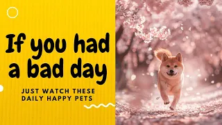 If you had a bad day, just watch these daily happy pets | Day 34