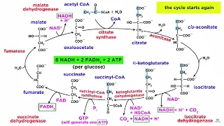 Cellular Respiration Part 2: The Citric Acid Cycle
