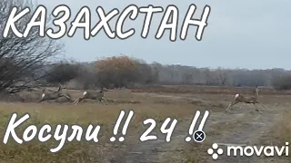 2023 10 РК !! Косули !! 24 !! Павлодарская область !!