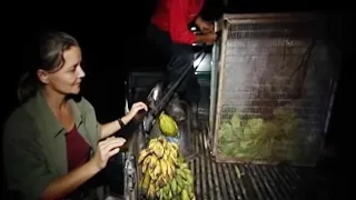 Saving a Baby Orangutan, Part Two | Orangutan Diary | BBC Earth