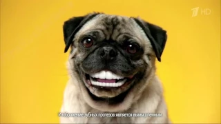 Аdvertising  Реклама Педигри Дента Стикс   Зубные протезы у собак HD