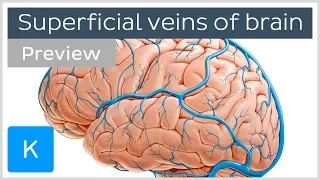 Superficial Veins of the Brain (preview) - Human Anatomy | Kenhub