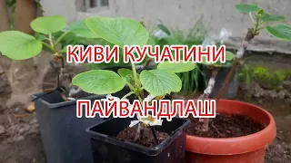 КИВИ КУЧАТИНИ ПАЙВАНД ҚИЛИШ. ПРИВИВКА КИВИ