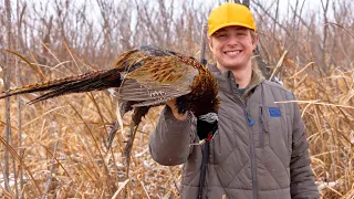 My First Time Chasing Roosters | Covered Up In Pheasants!