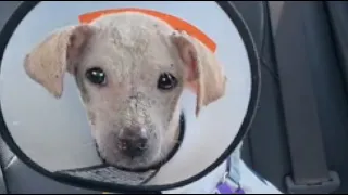 Continuation: Kind couple saves dying stray dog, giving him a chance at life! - Episode 4