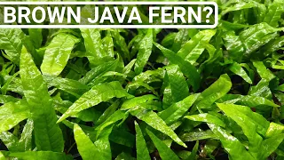 Java Fern Care Tip - Prevent Brown Dying Leaves!