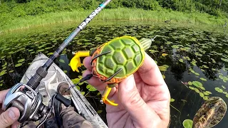Do Bass Really Eat Turtles?