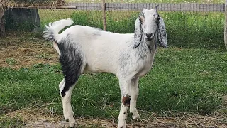 Англо-нубийская козочка. Купила красивую козочку.