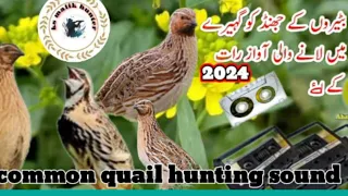 common quail hunting sound//batair ki awaz//@Sawalhunting-sn9vs