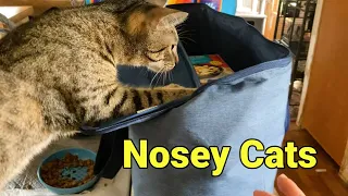 Adorable Cats' Reactions to New Groceries!