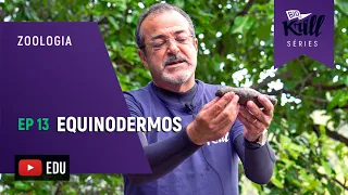 Equinodermos (Zoologia - EP13) I Biokrill Séries