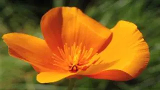 Gardening Tips & Flowers : How to Grow California Poppy (Eschscholzia Californica)