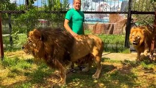 The oldest lion is living a LION LIFE among lions, but haters want to put him down