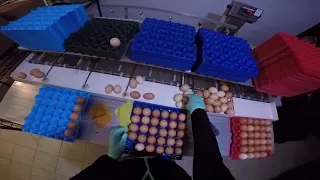 Field To Fridge - Pasture-raised nonGMO Egg Production Process