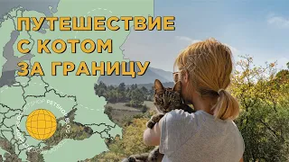 Путешествия с котом: в самолете за границу 😼