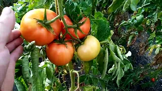 томаты сорт мохитос в неотапливаемой теплице, второй уражай, 23.10 2023.