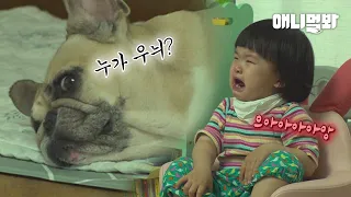 동생이 울 때마다 강아지 언니가 하는 기막힌 행동ㅋㅋㅣWhat Dog Does Whenever Her Human Sister Cries LOL