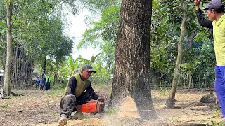 Tree prone to fall down behind house, Husqvarna 395 xp chainsaw.