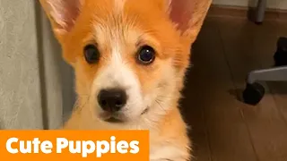 Cutest Silly Puppies | Funny Pet Videos