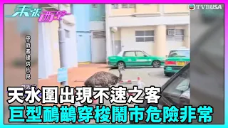 東張西望｜天水圍出現不速之客 巨型鴯鶓穿梭鬧市危險非常｜TVBUSA｜民生