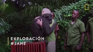 Lo más viralizado: Jane Goodall