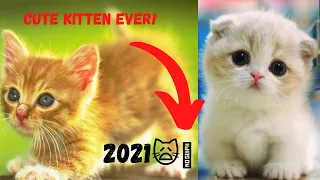 🔥Wow So many cute kittens videos compilation 2021