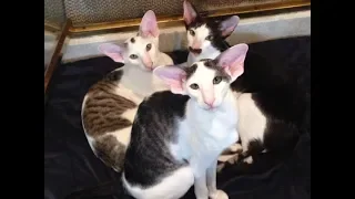 What's it like to live with Oriental Shorthairs?