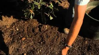 Fertilizing Magnolias : Garden Savvy