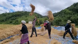 Collecting and threshing of Padi in the village, Chiang mai, Thailand 22112023 ( Part 3 )