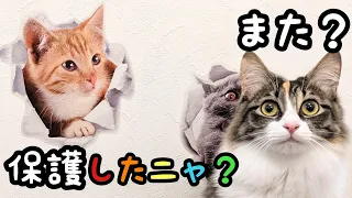 猫4匹がトリックアートを見た反応が可愛過ぎるww