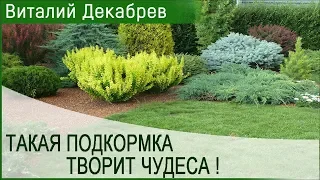 ЭТА ПОДКОРМКА ТВОРИТ ЧУДЕСА!