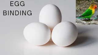 Egg Binding | Egg binding Issue and solution | Love birds me egg binding k maslay ka hal.