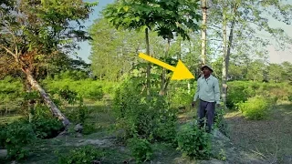 Man Plants Seeds In the Same Spot Every Day For 38 Years With Breathtaking Results #Light Enviro