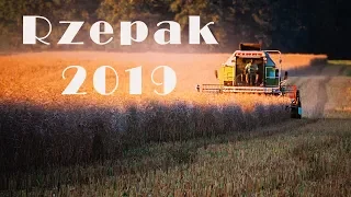 🌾Rzepak 2019🌾GR.Wołynek☆Claas Dominator 98s☺